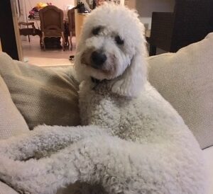 English Goldendoodle by Paws of Love Goldendoodle, FL