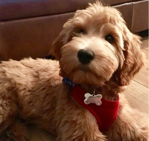 f1 goldendoodle and golden retriever