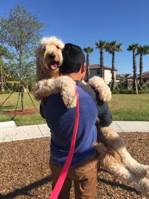 golden doodles adoption