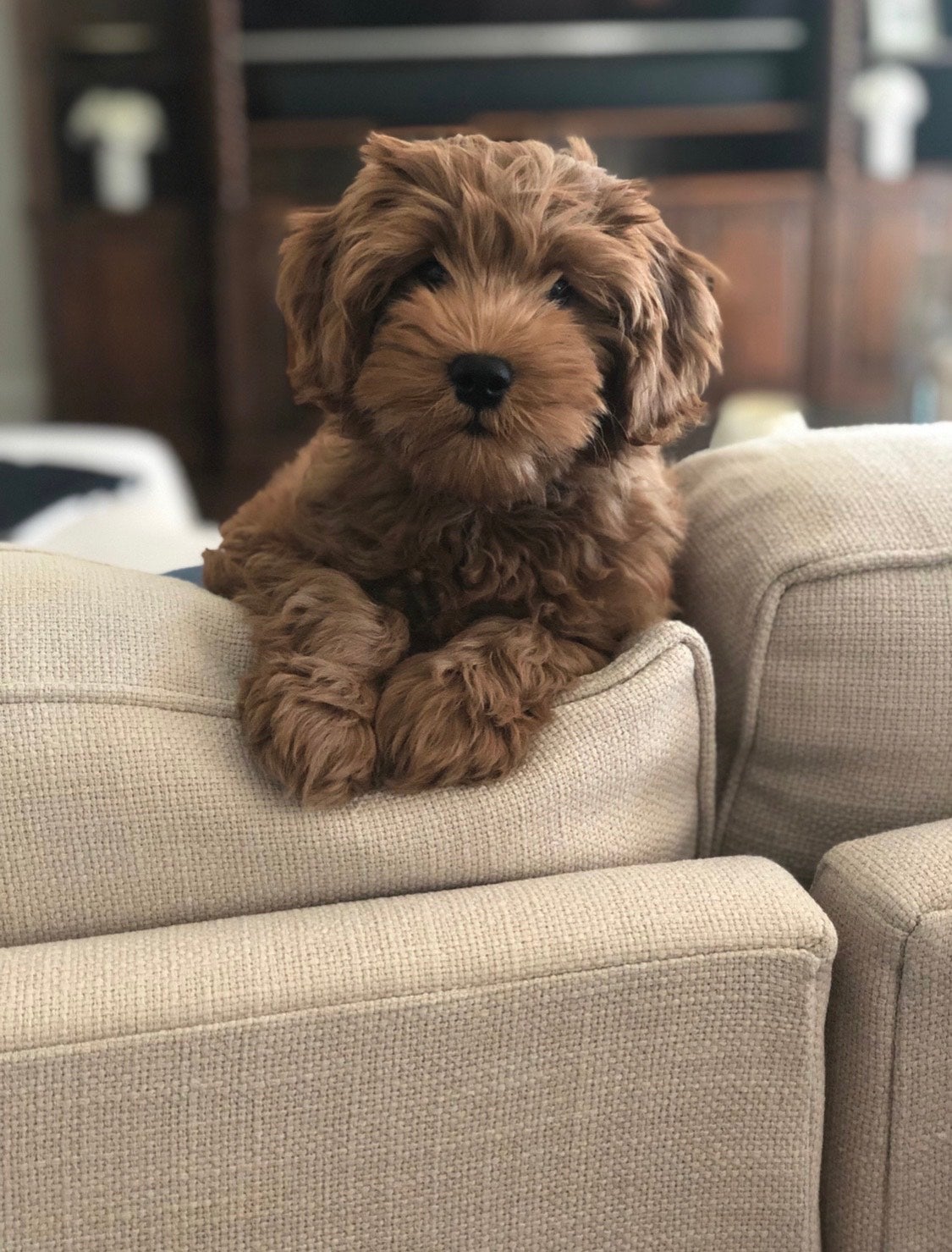 Miami Goldendoodle Breeders Paws of Love Goldendoodles