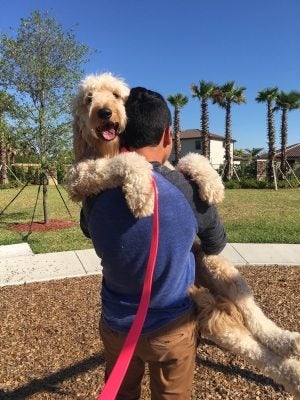 Adopt Miami Goldendoodle Puppies in The Redlands Miami, FL