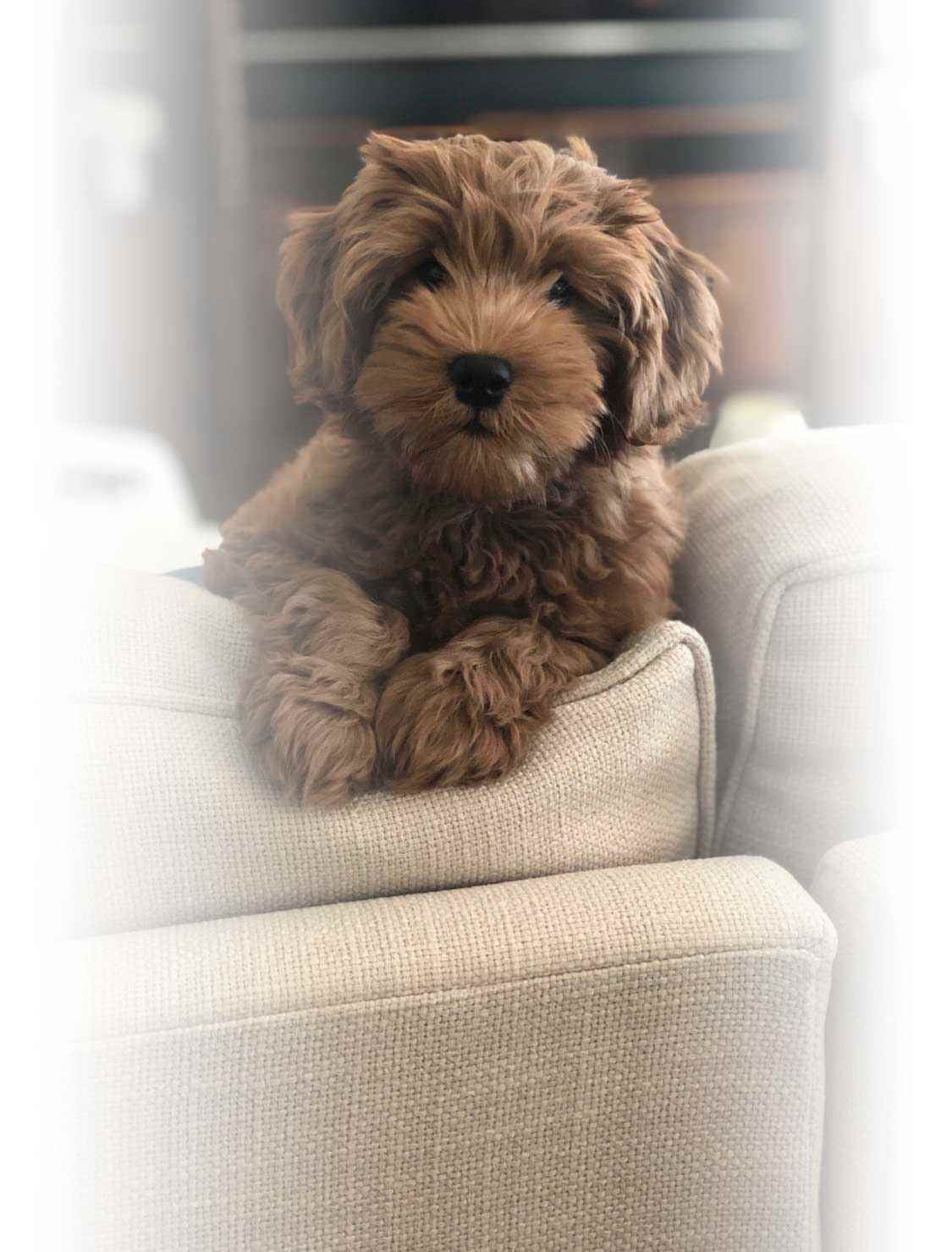 https://www.pawsoflovegoldendoodles.com/wp-content/uploads/2022/09/paws-of-love.jpg