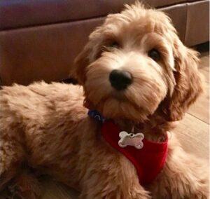 Designer Goldendoodle Puppies by Paws of Love, FL