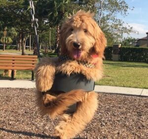 Goldendoodles of Paws of Love, FL