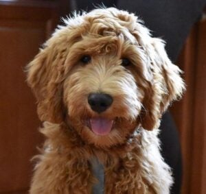 Goldendoodle Puppies at Paws of Love Goldendoodle, FL