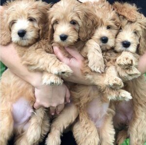 Teddybear Goldendoodle’s at Paws of Love, FL