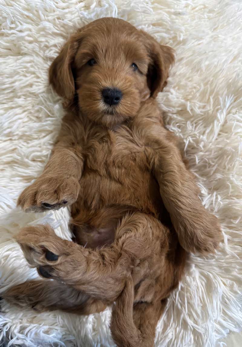 Goldendoodle