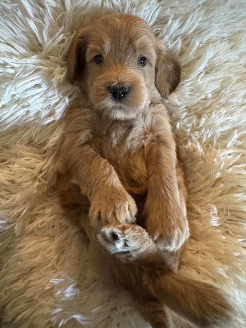Goldendoodle
