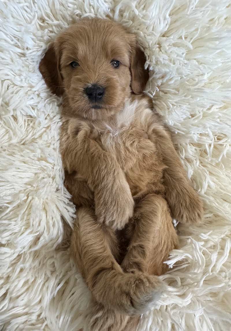 Goldendoodle