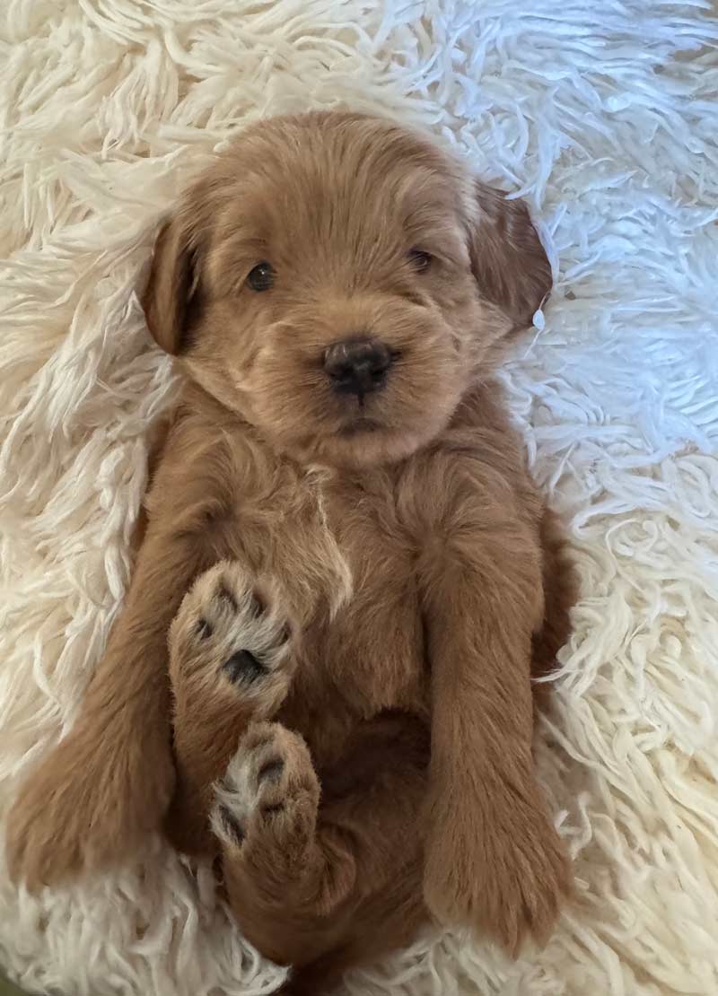 Goldendoodle