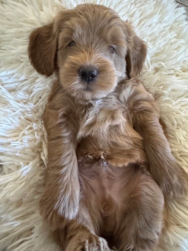 Goldendoodle