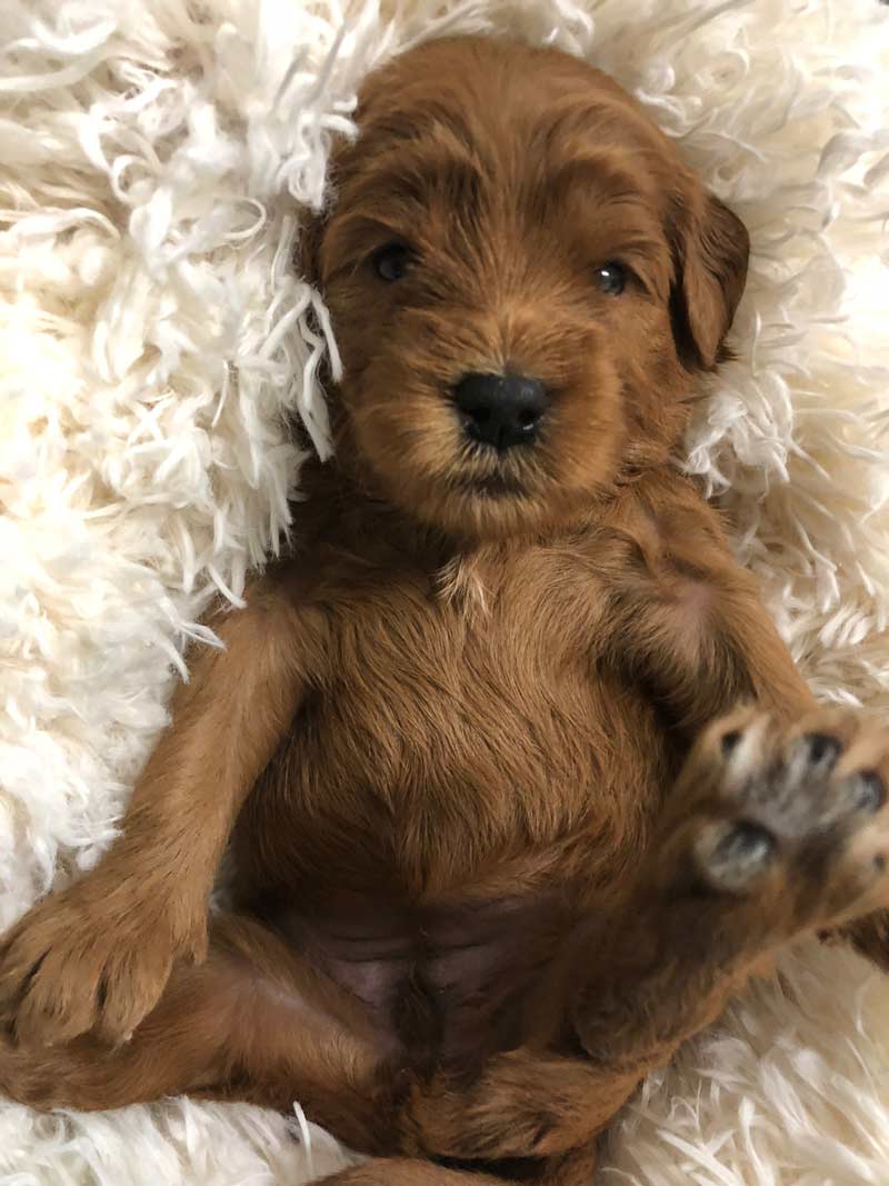 Goldendoodle