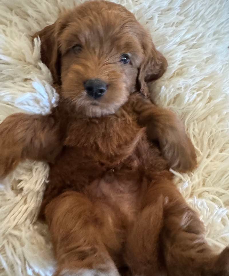 Goldendoodle
