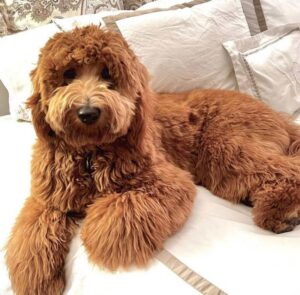 Paws-of-Love-mini-golden