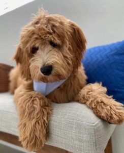 Paws-of-Love-mini-golden-2