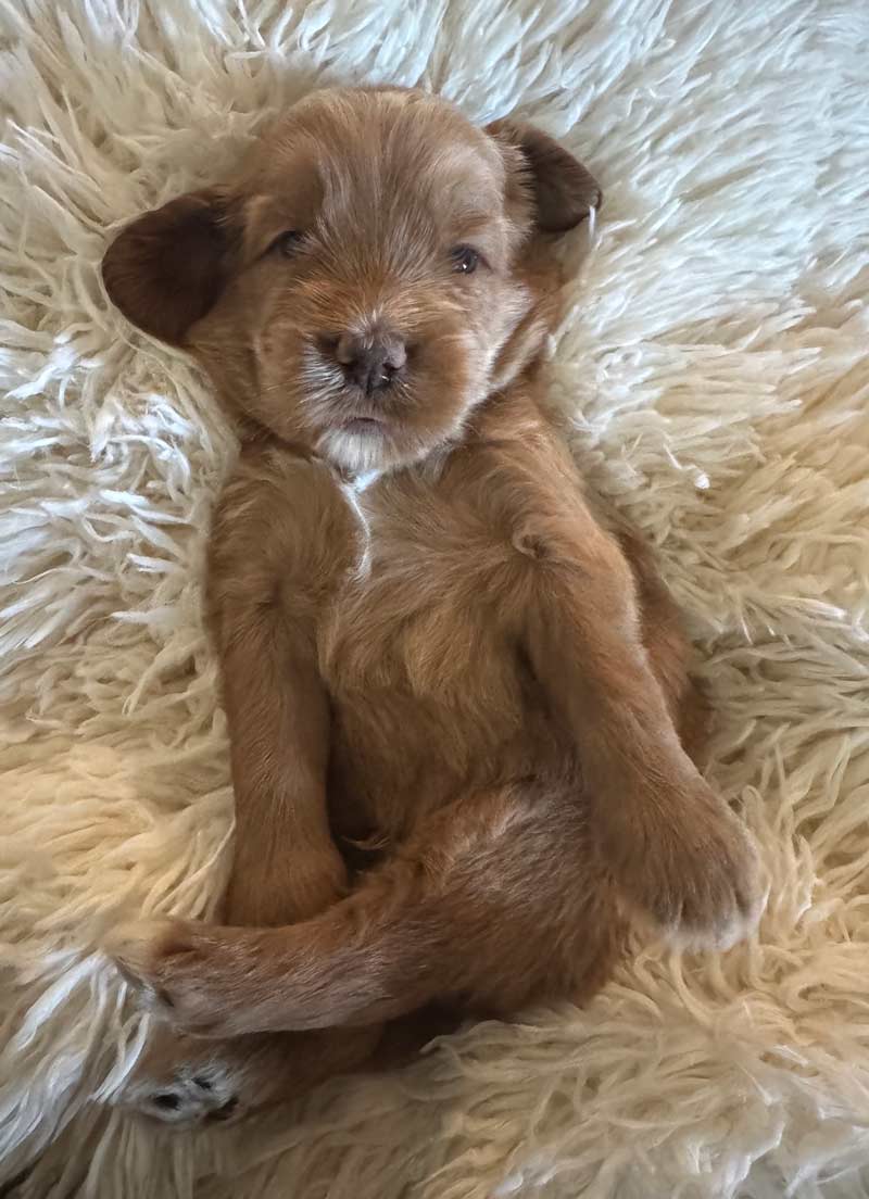 Goldendoodle