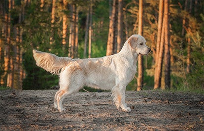 International Champ Bloodline at Paws of Love Goldendoodle, FL