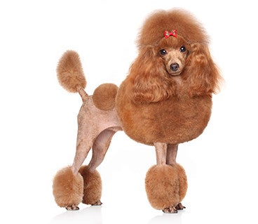 Red doodle sales puppy